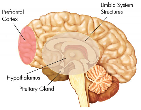 بخش های اصلی مغز انسان
